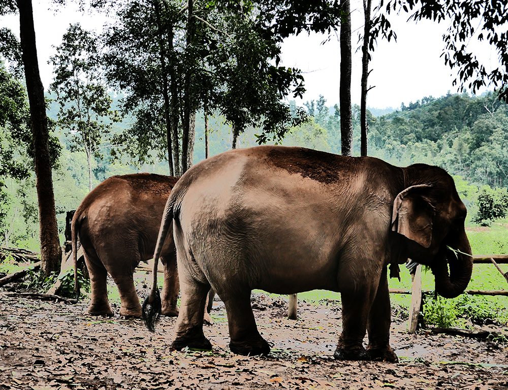 Chiang Mai Elephants
